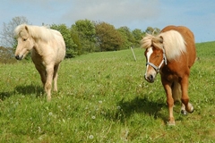 to heste i fold på Tidselkrogård
